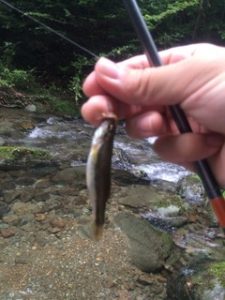 都幾川　アブラハヤ